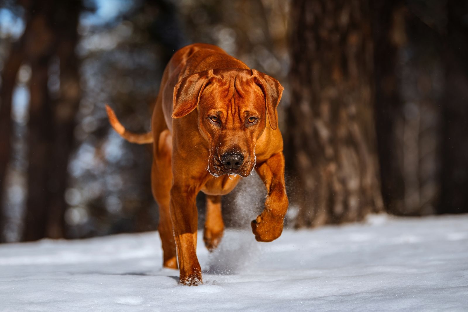 rhodesian ridgeback