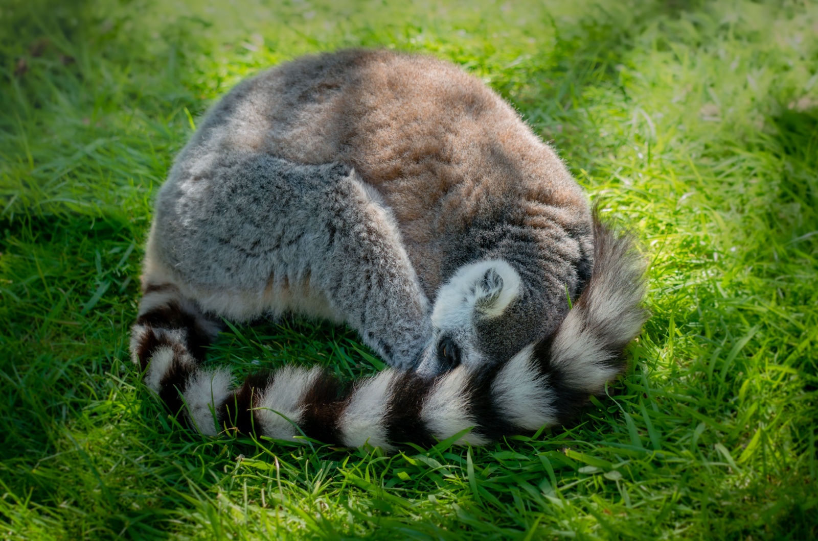 ring tailed lemur