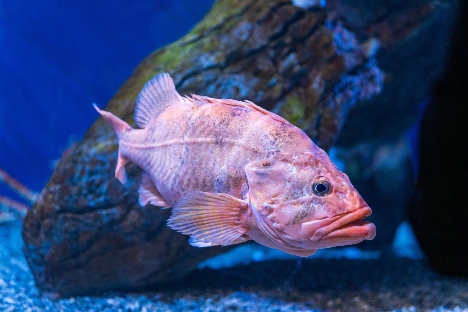 rougheye rockfish