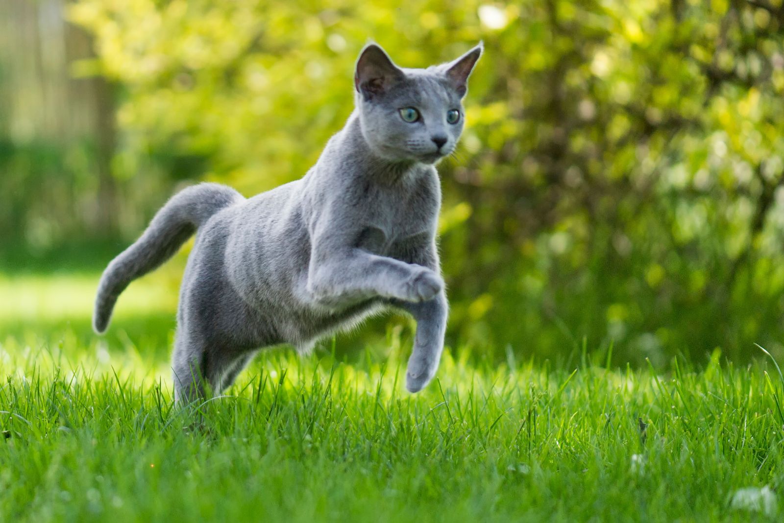 russian blue