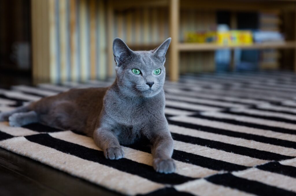 russian blue