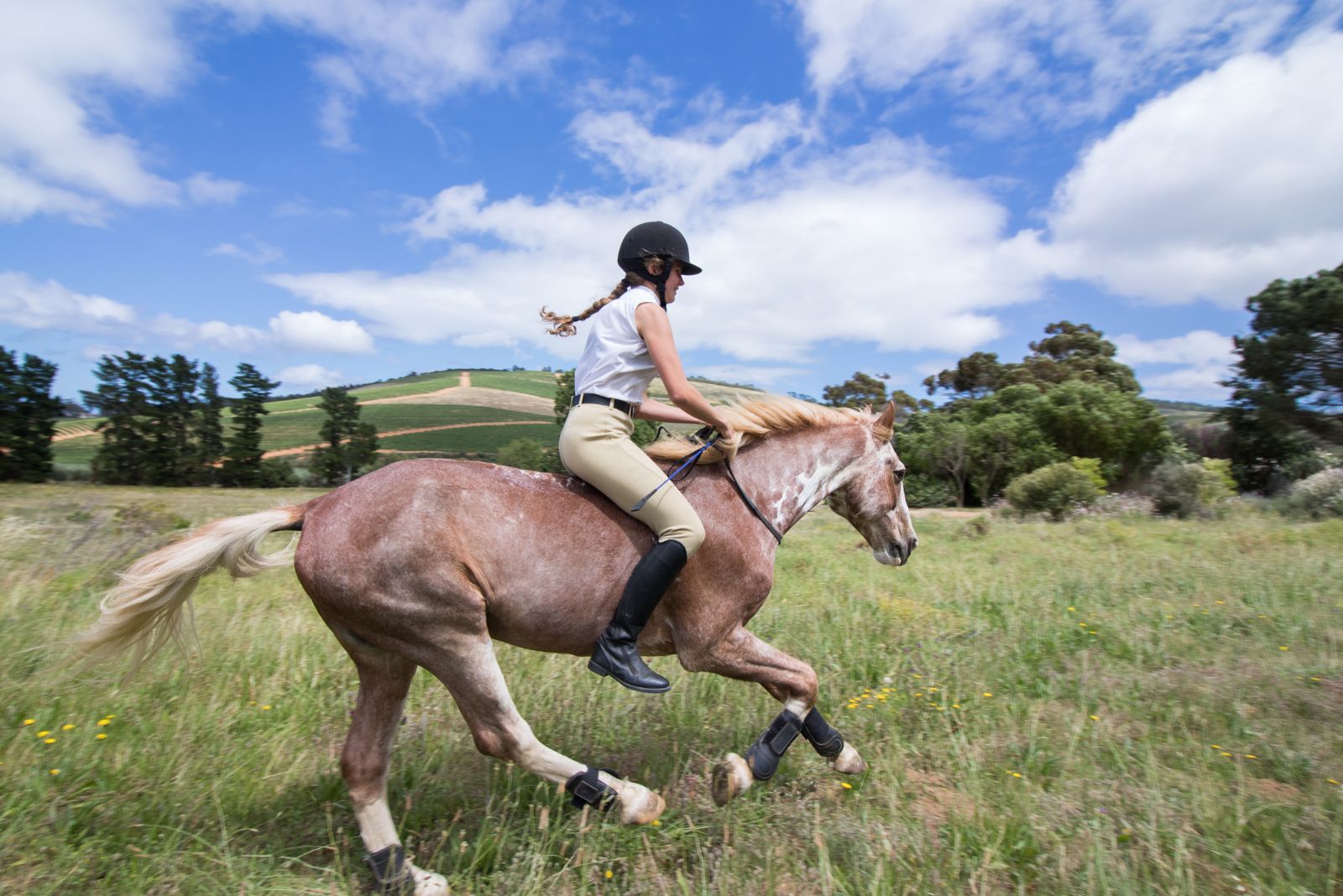 sabino horse