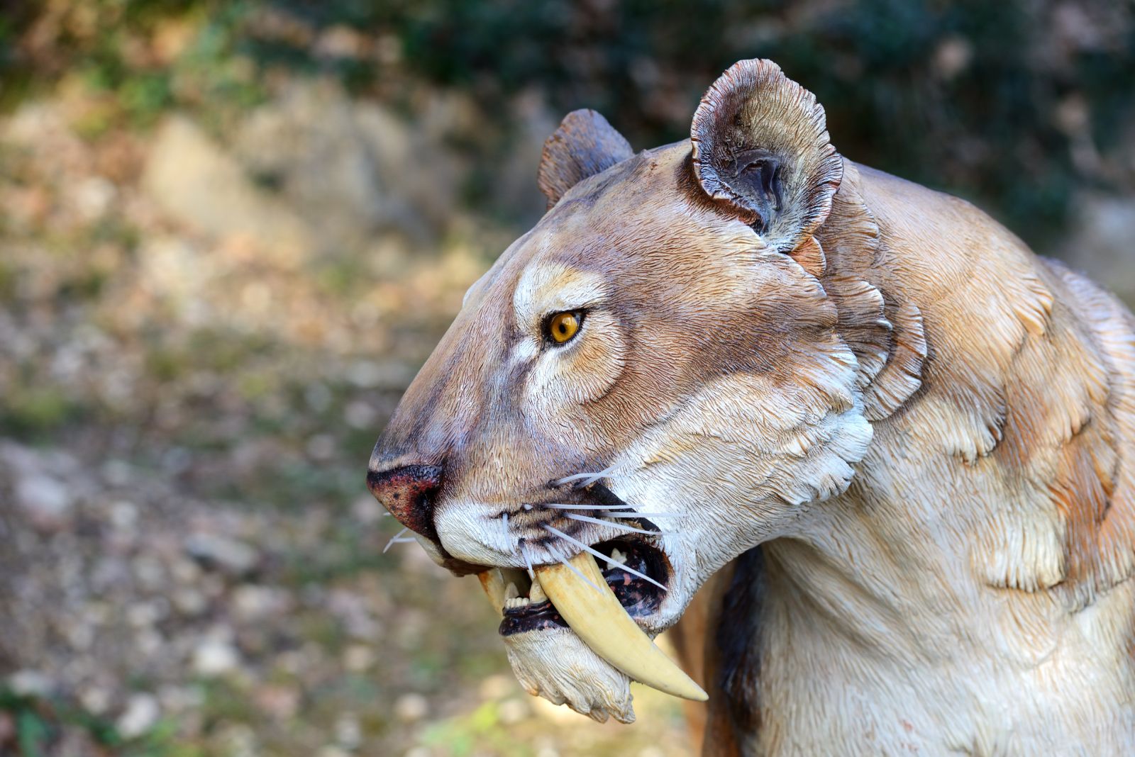 sabre toothed cat