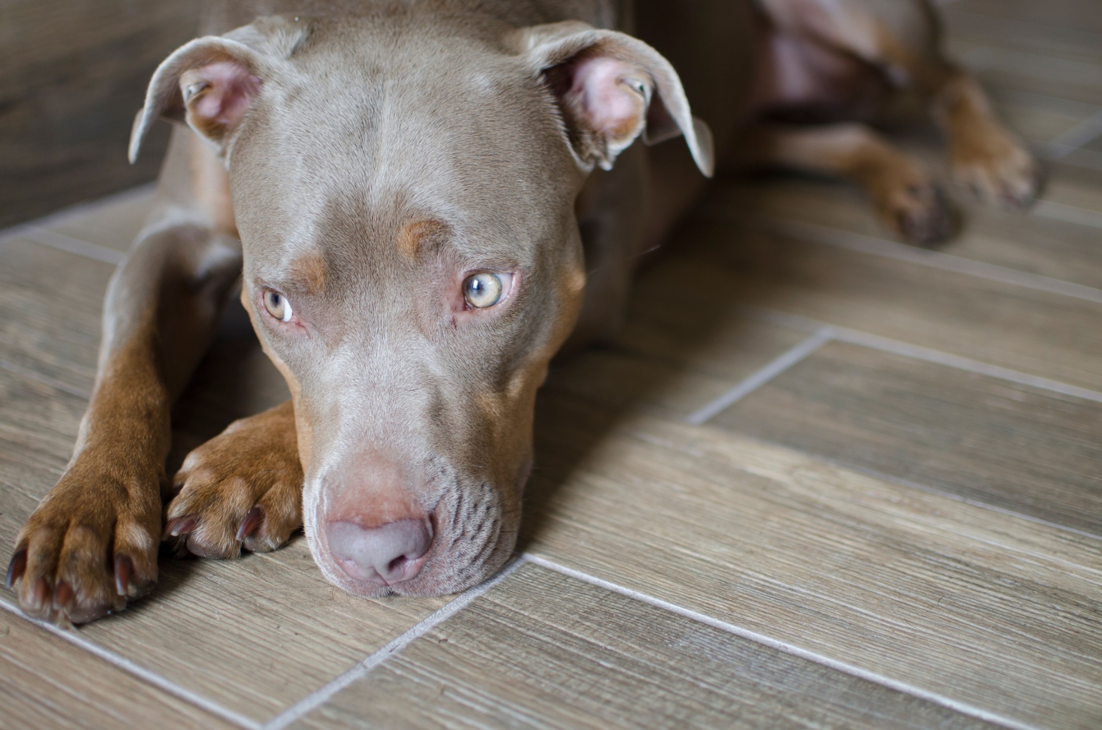 sad pit bull terrier