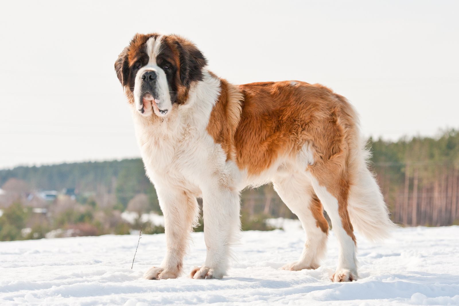 saint bernard dog