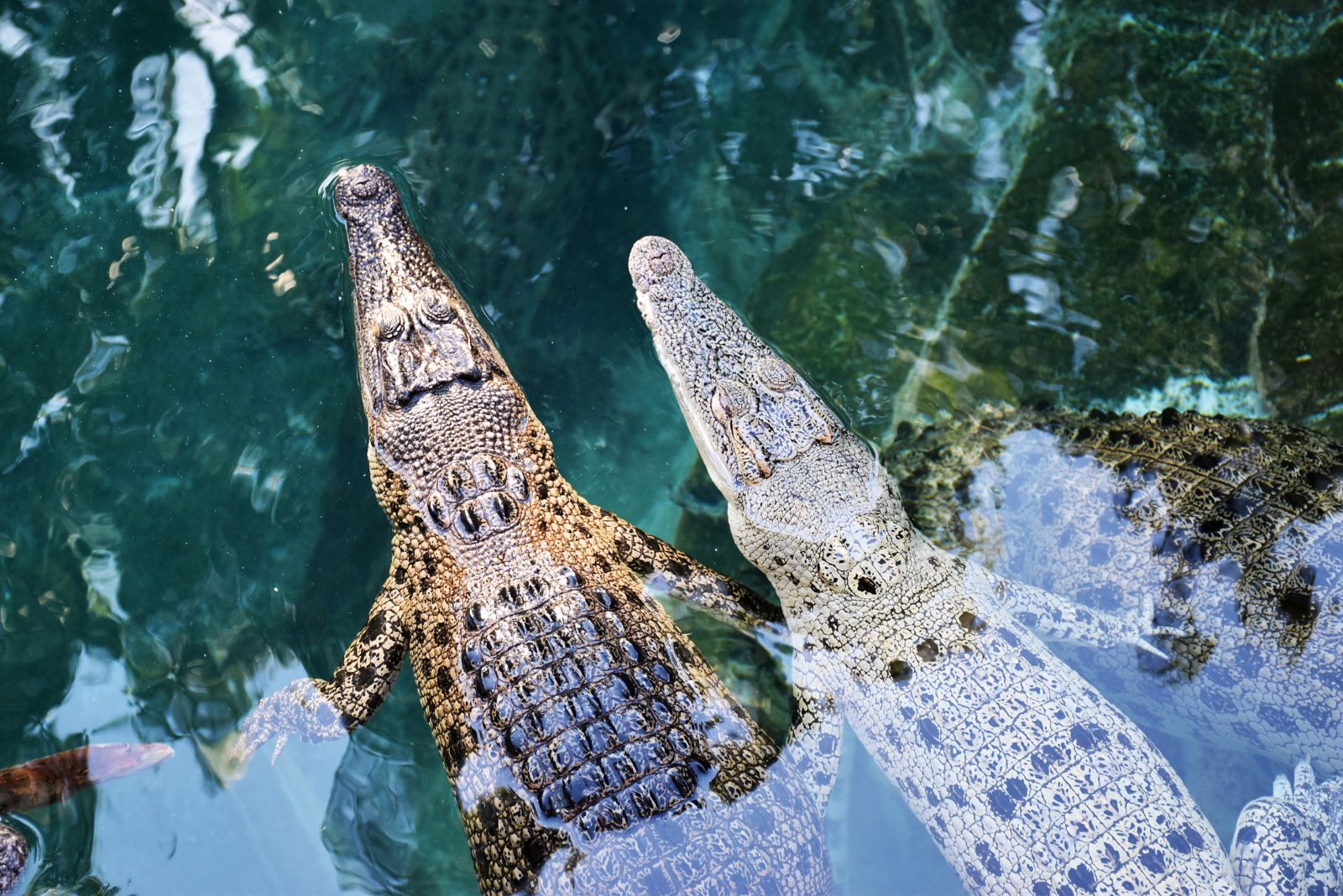 saltwater crocodile