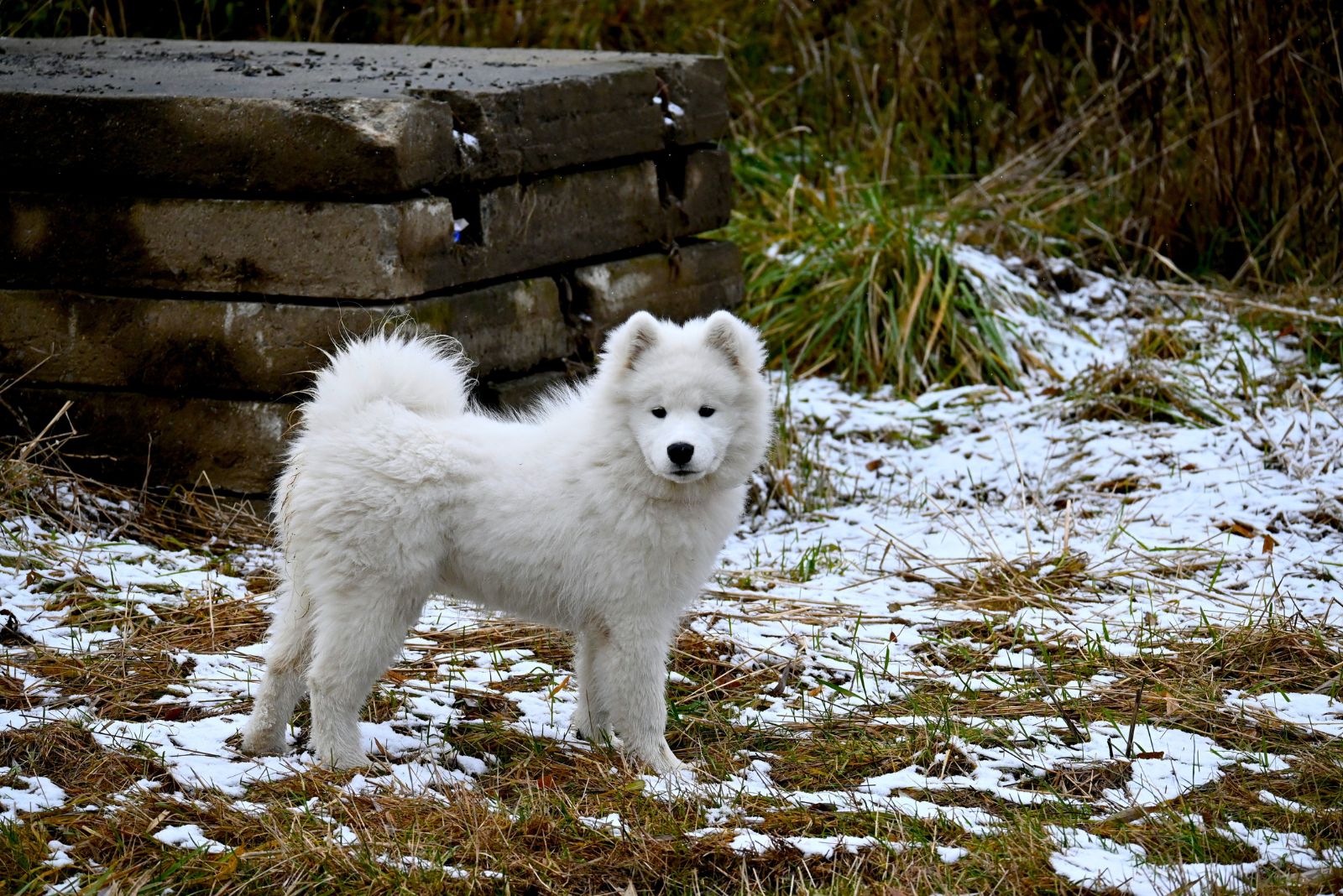 samoyed