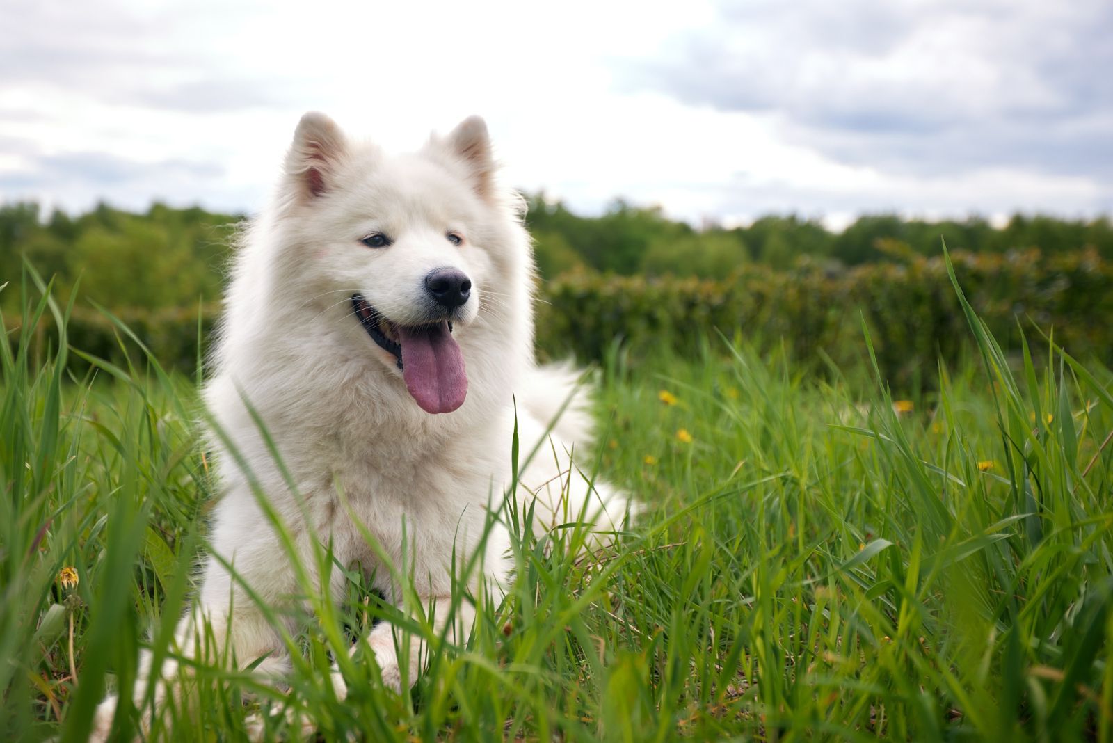 samoyed in tall grass