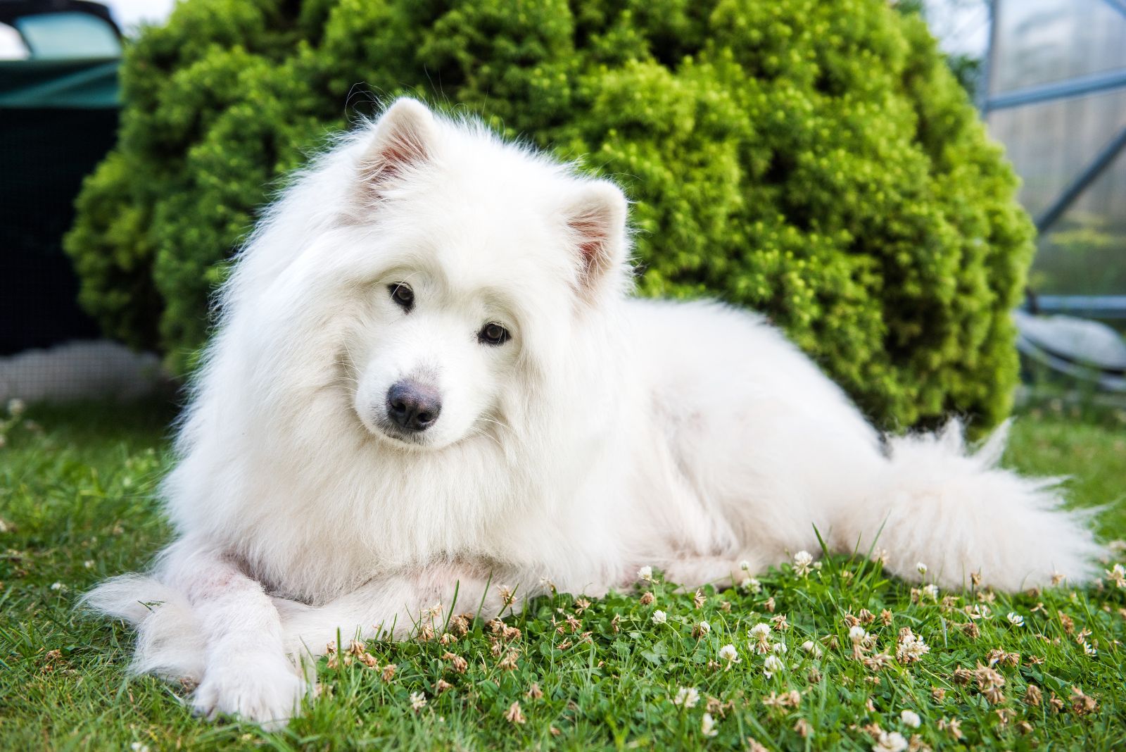 samoyed posing