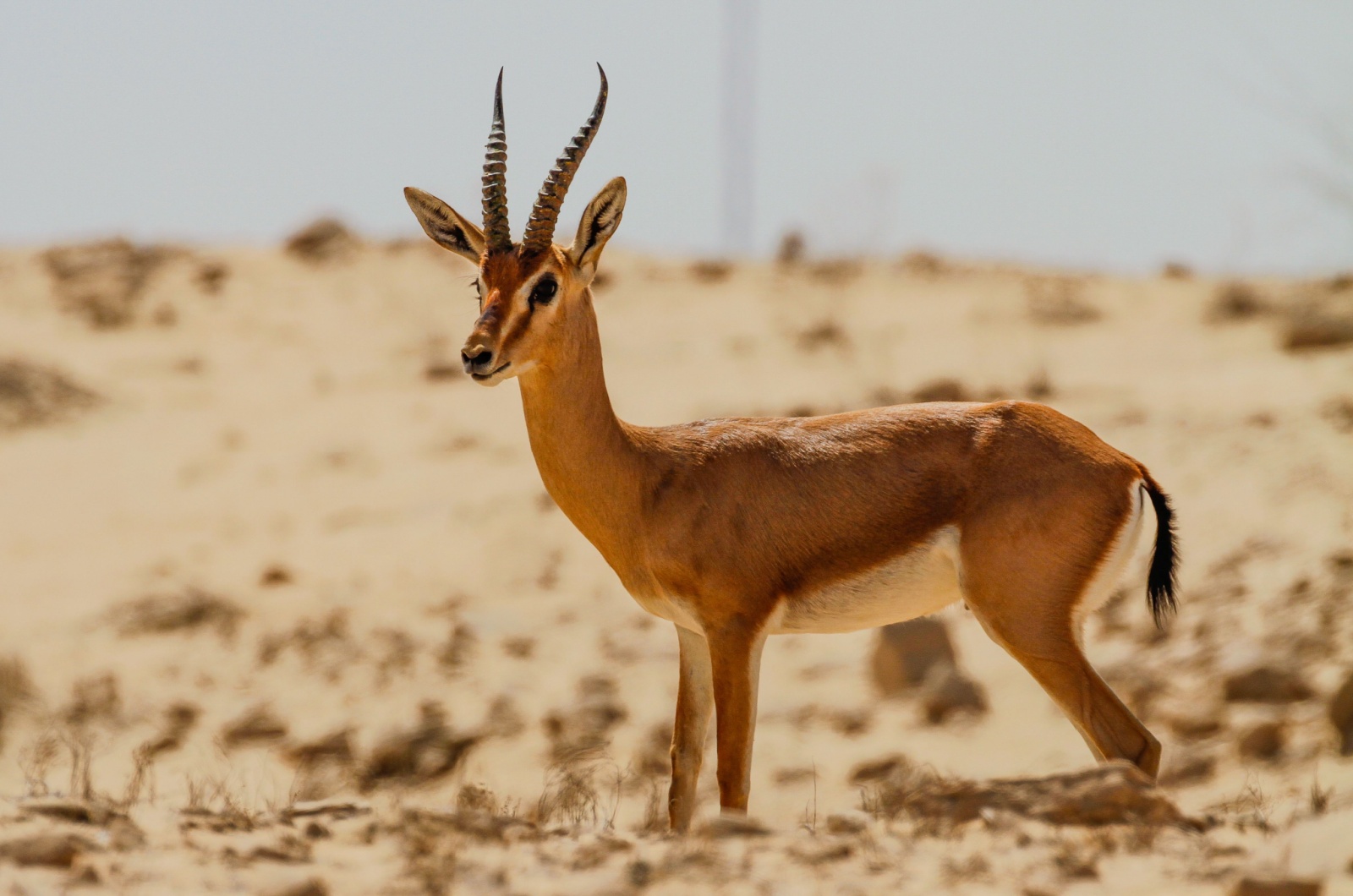 sand gazelle