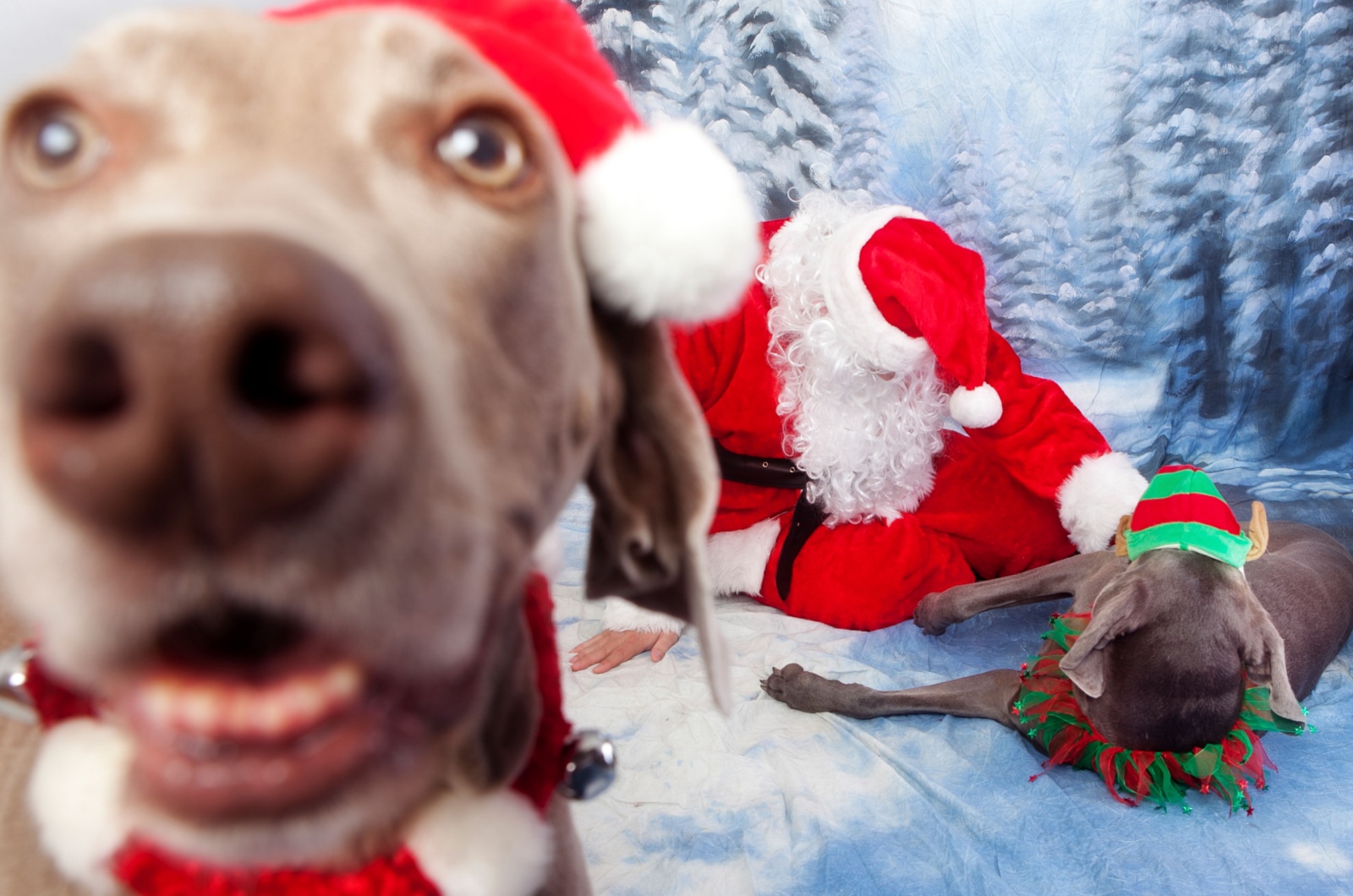 santa dog