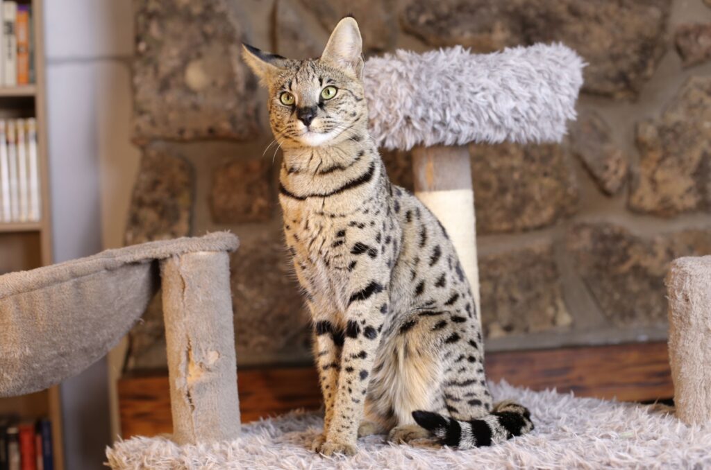 savannah cat