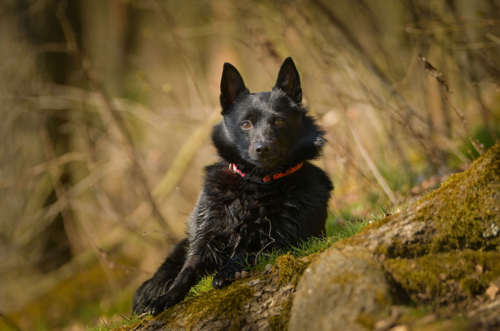 schipperke