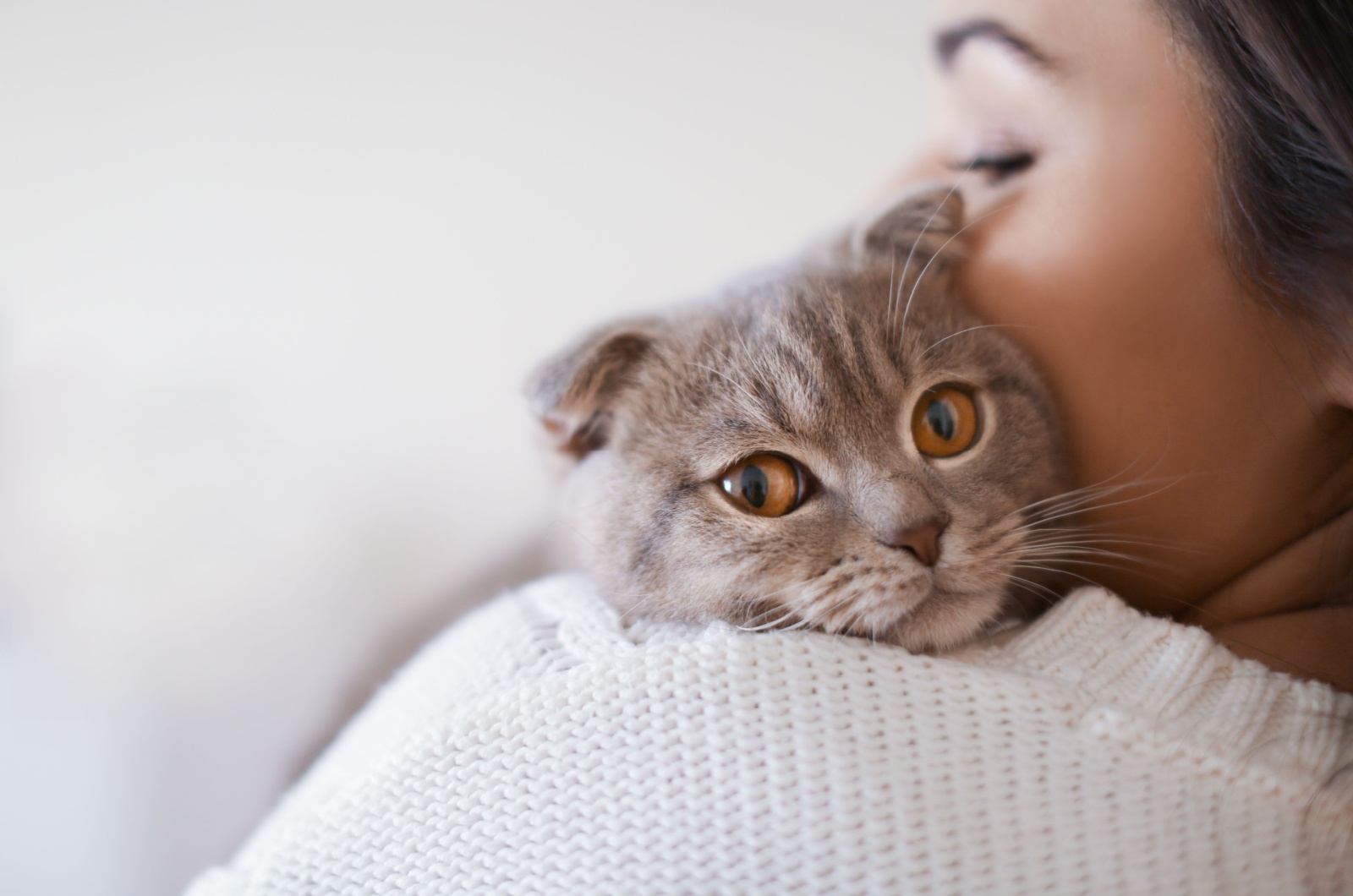 scottish fold