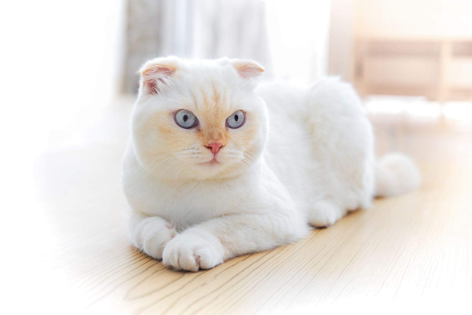 scottish fold