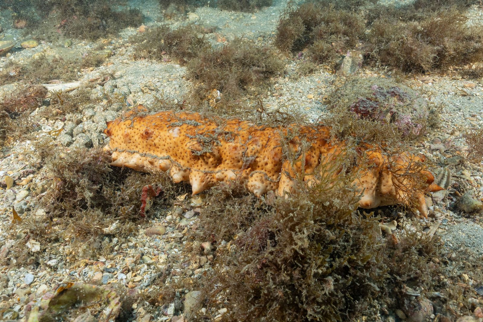 sea cucumber