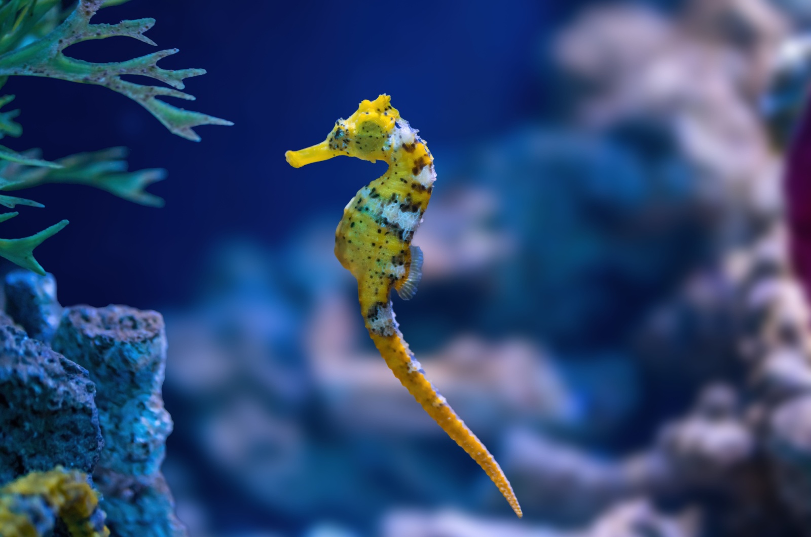 sea horse