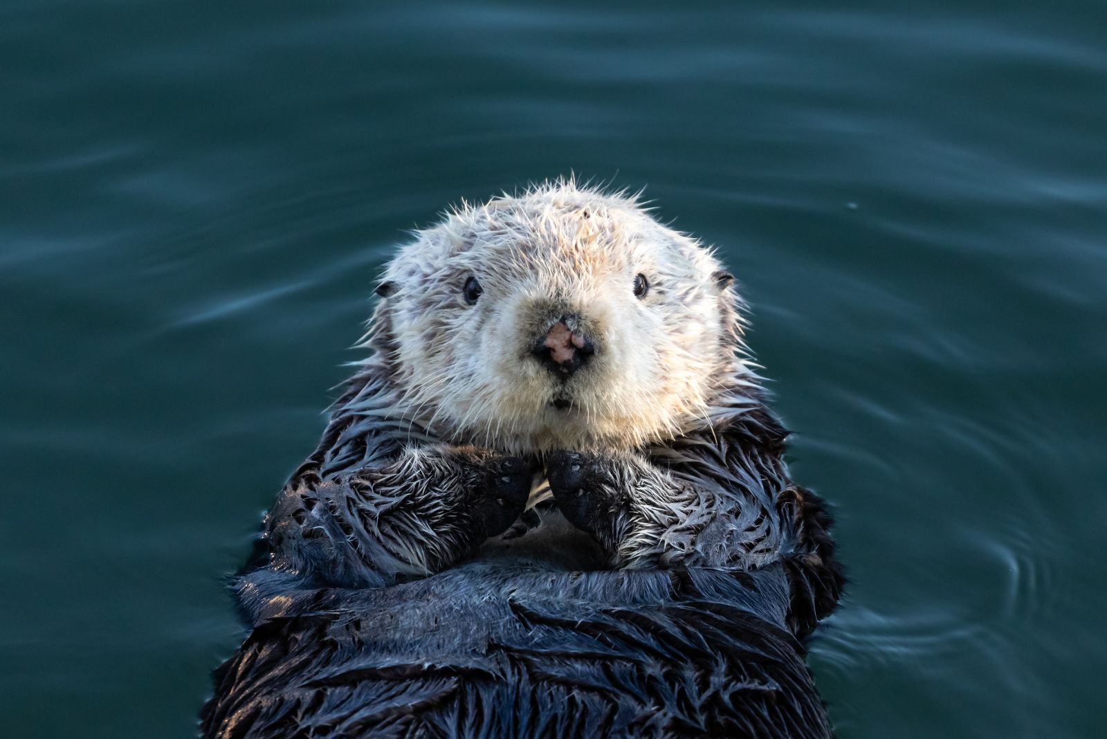 sea otter