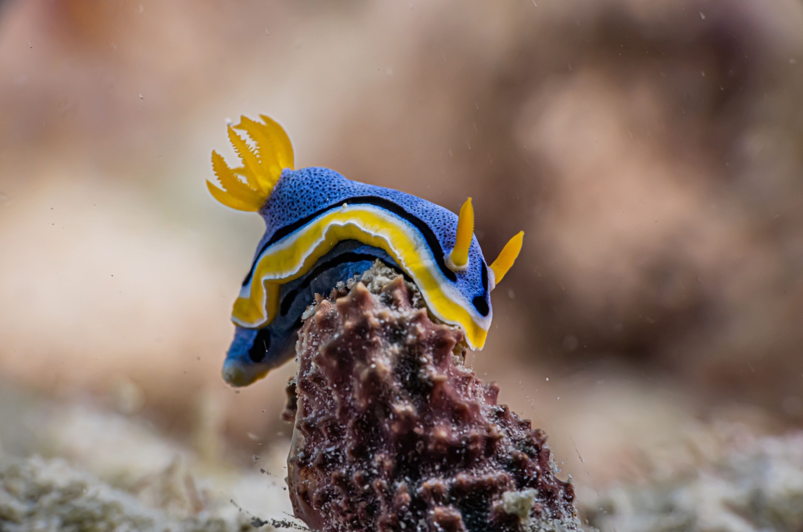 sea slug