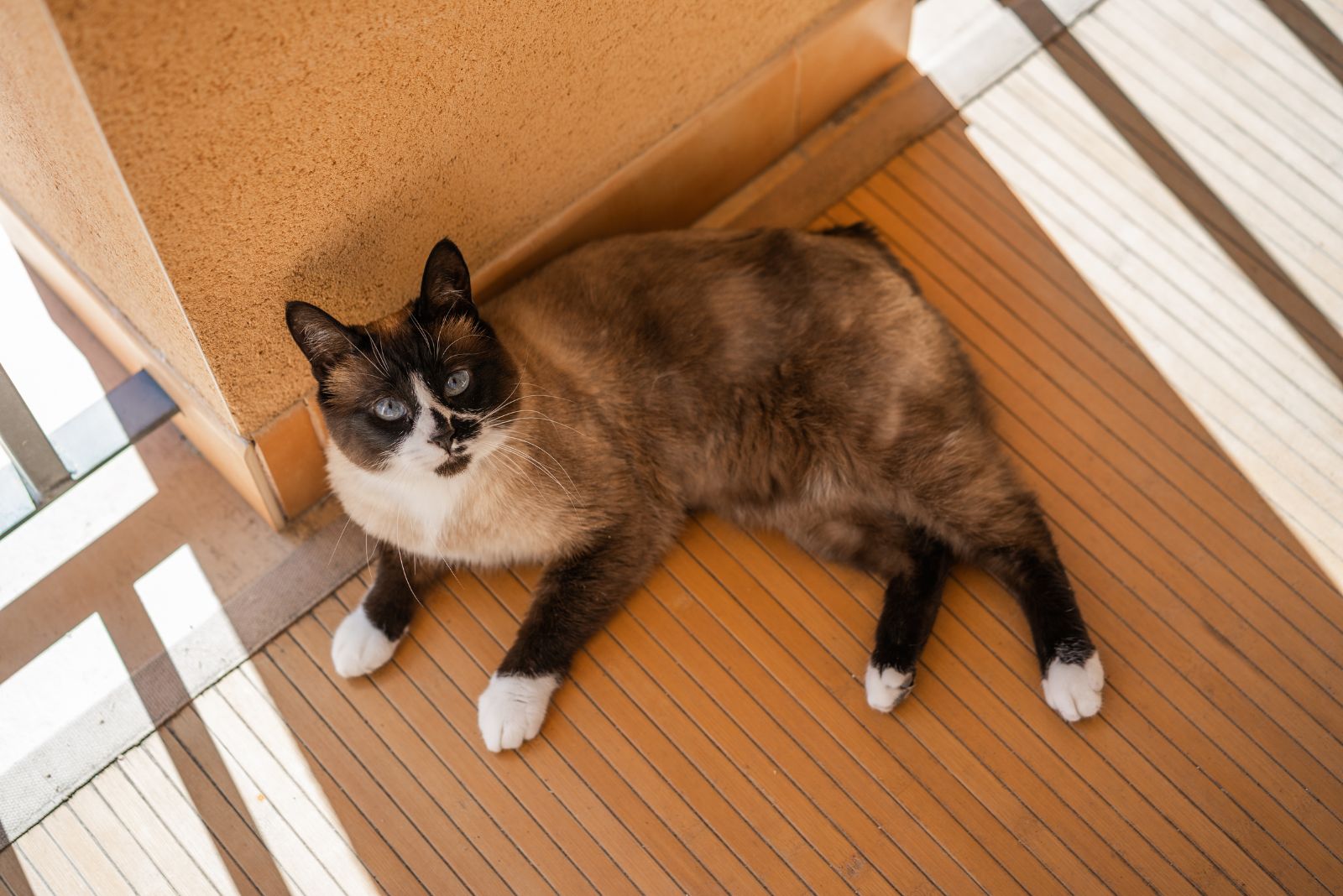 seal mitted