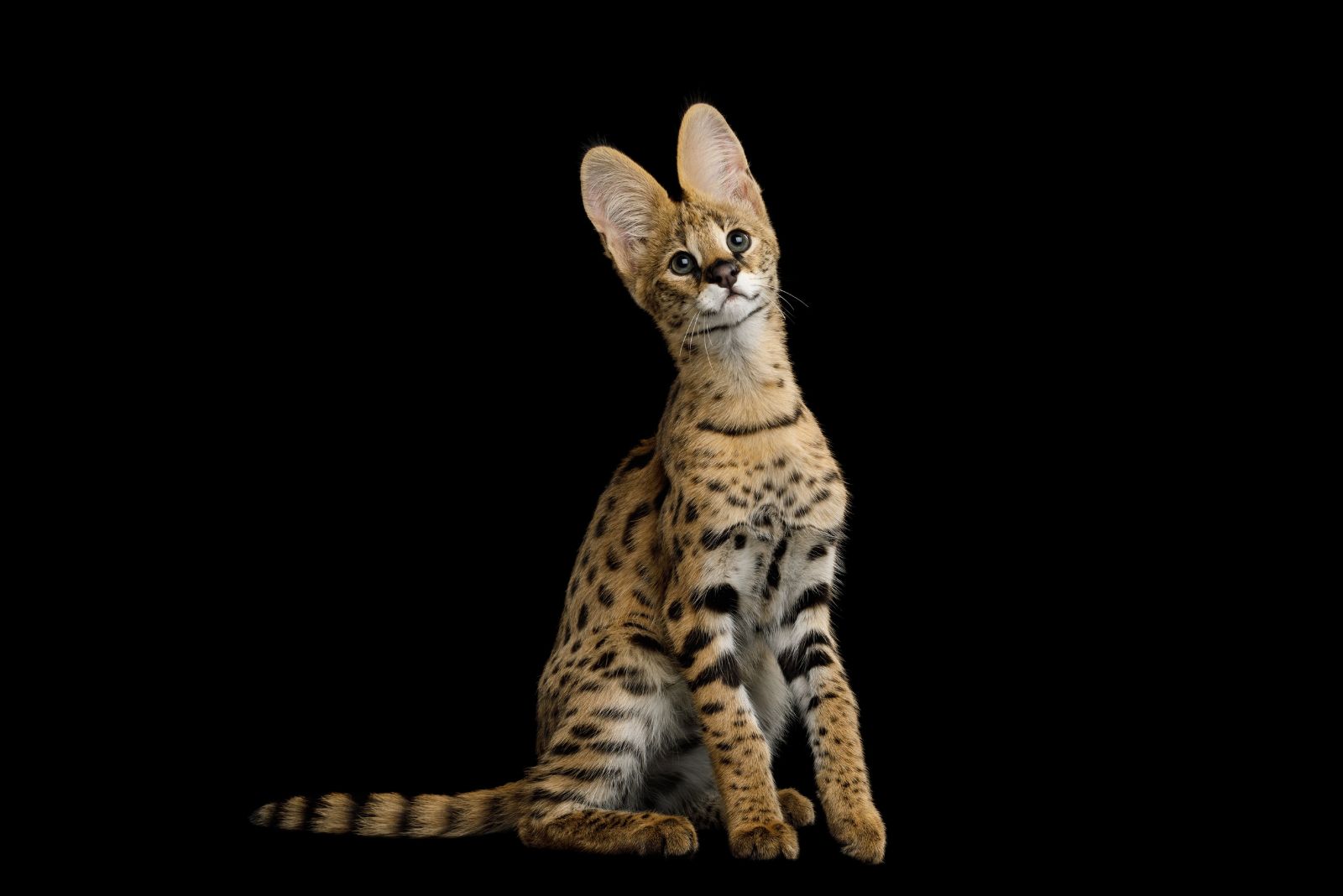 serval cat