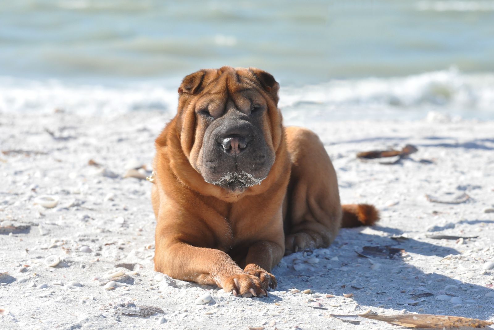 shar pei