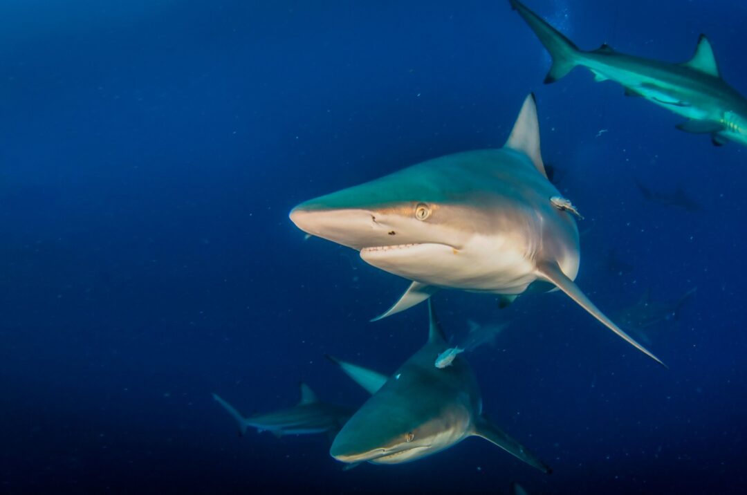 11 Amazing Animals That See Perfectly In The Dark