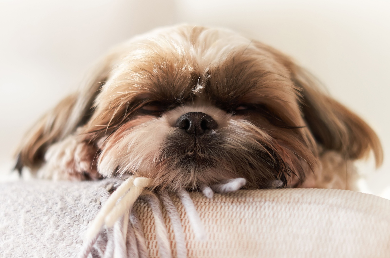 shi tzu sleeping