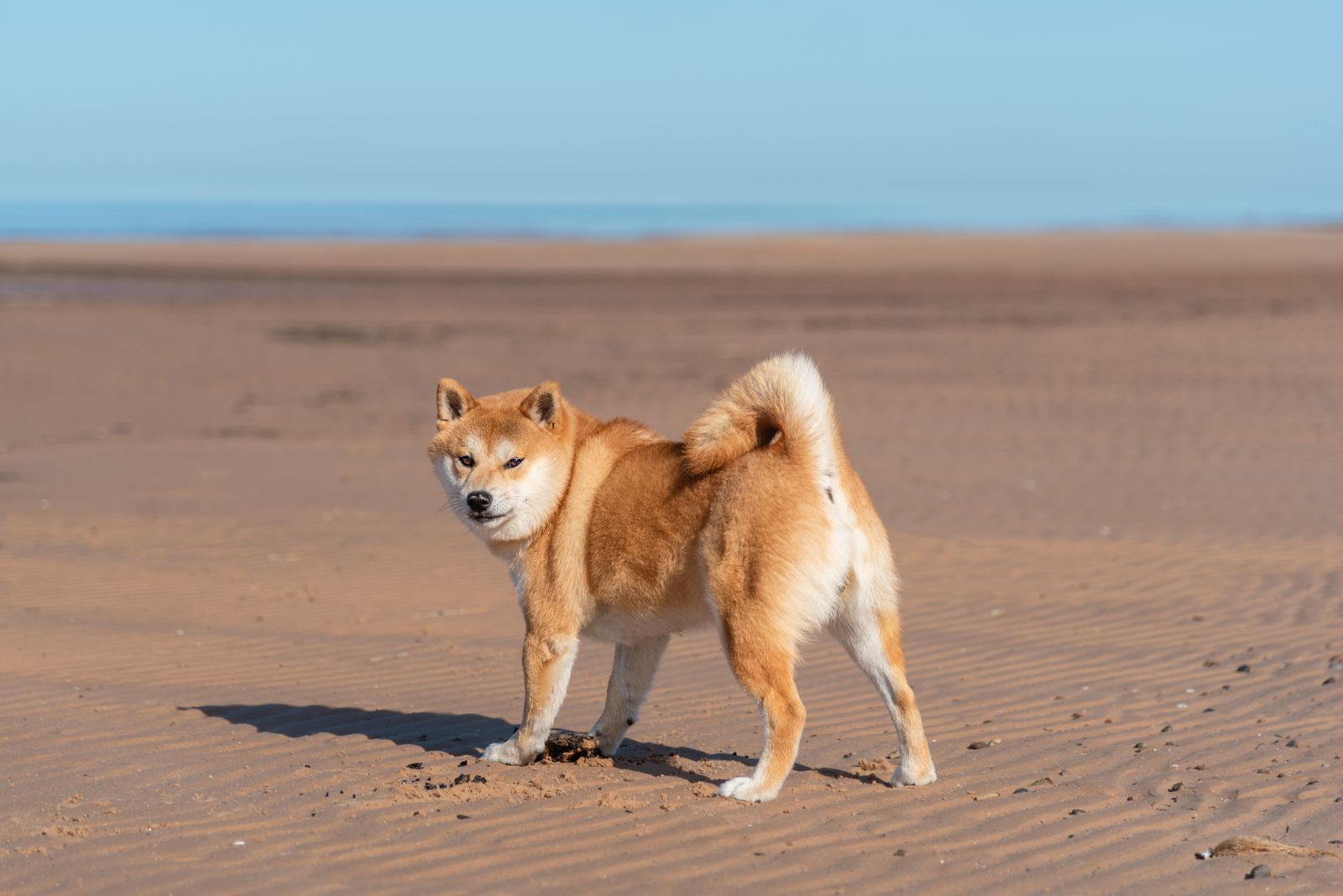 shiba inu