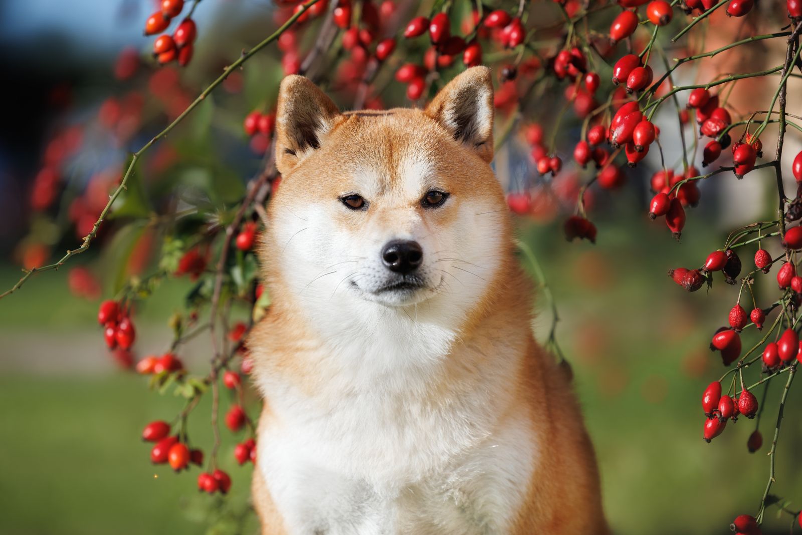 shiba inu