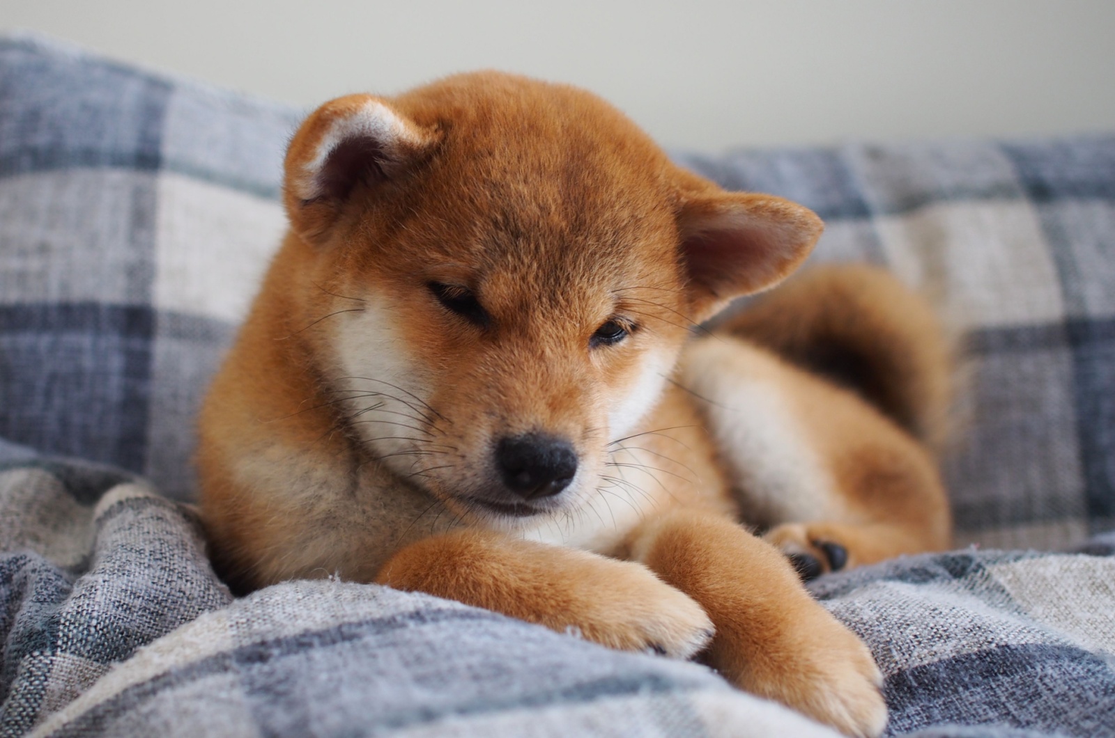 shiba inu puppy