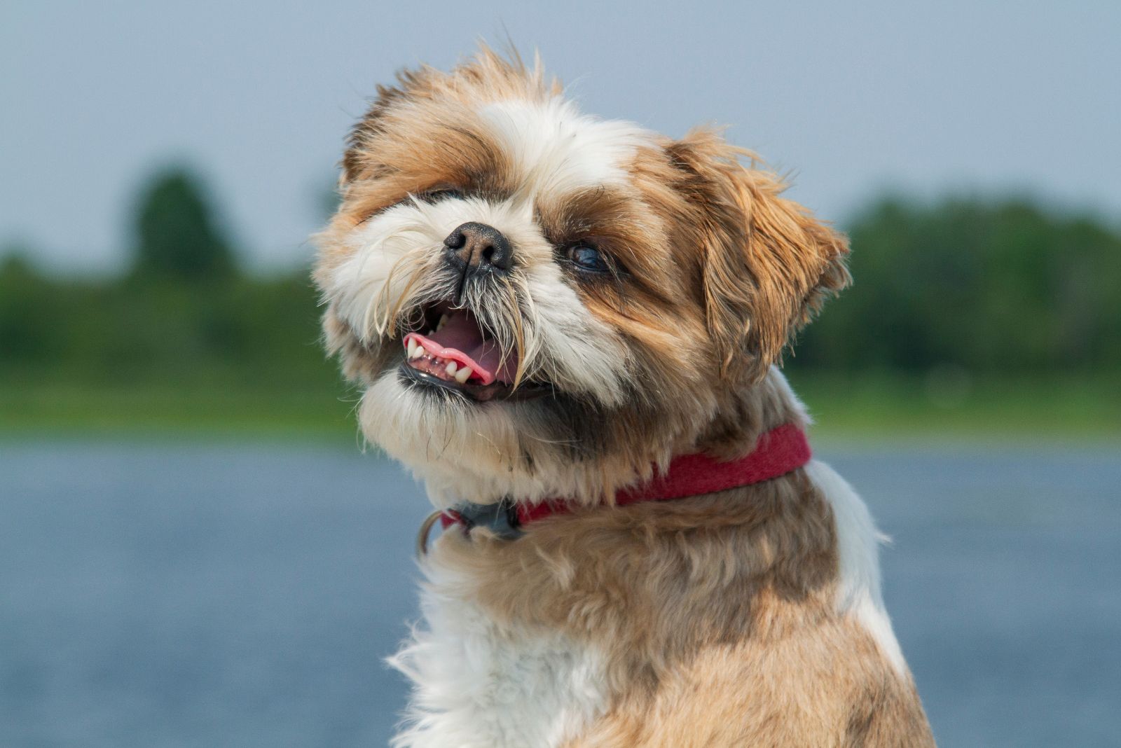 shih tzu