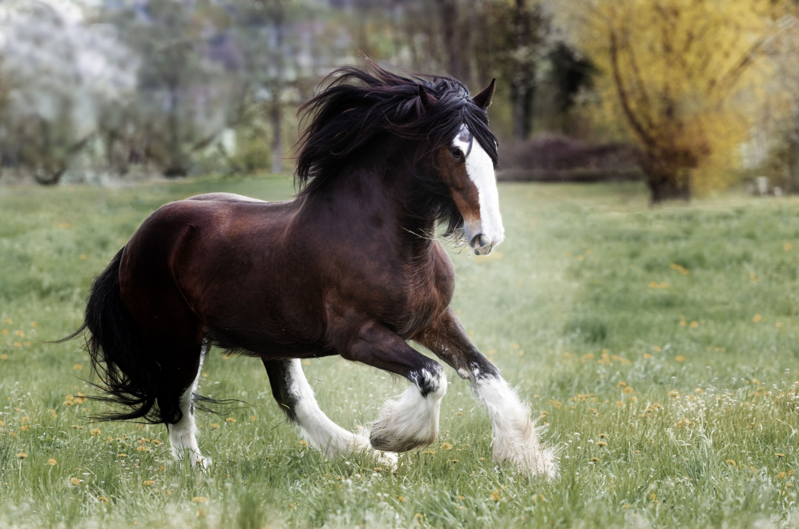 shire horse