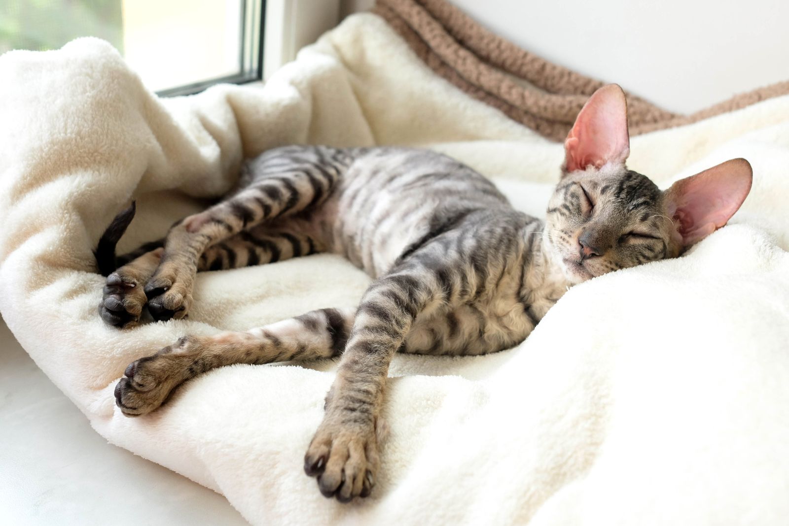 shorthaired cat on bed