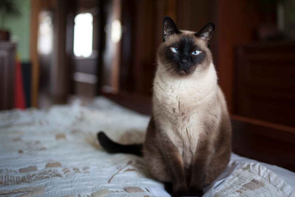 siamese cat sitting