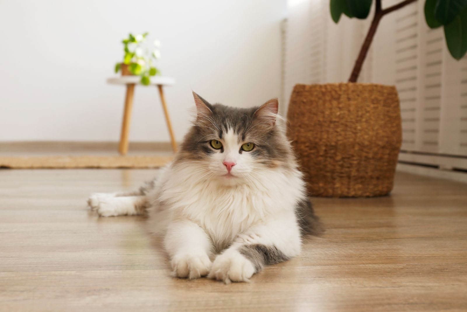 siberian cat