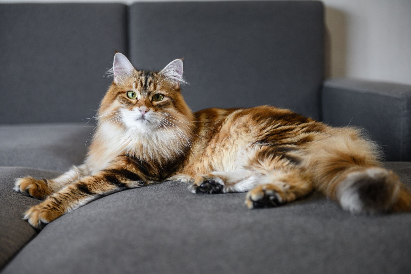 siberian forest cat