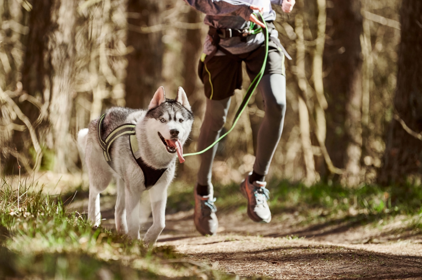 siberian husky