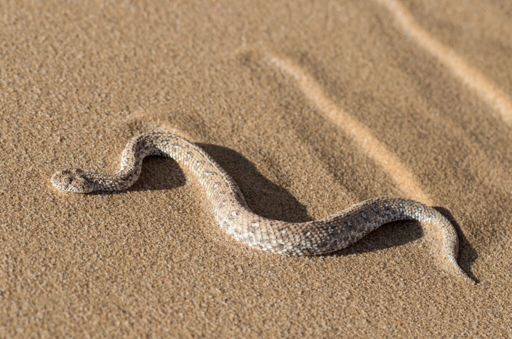 sidewinder snake