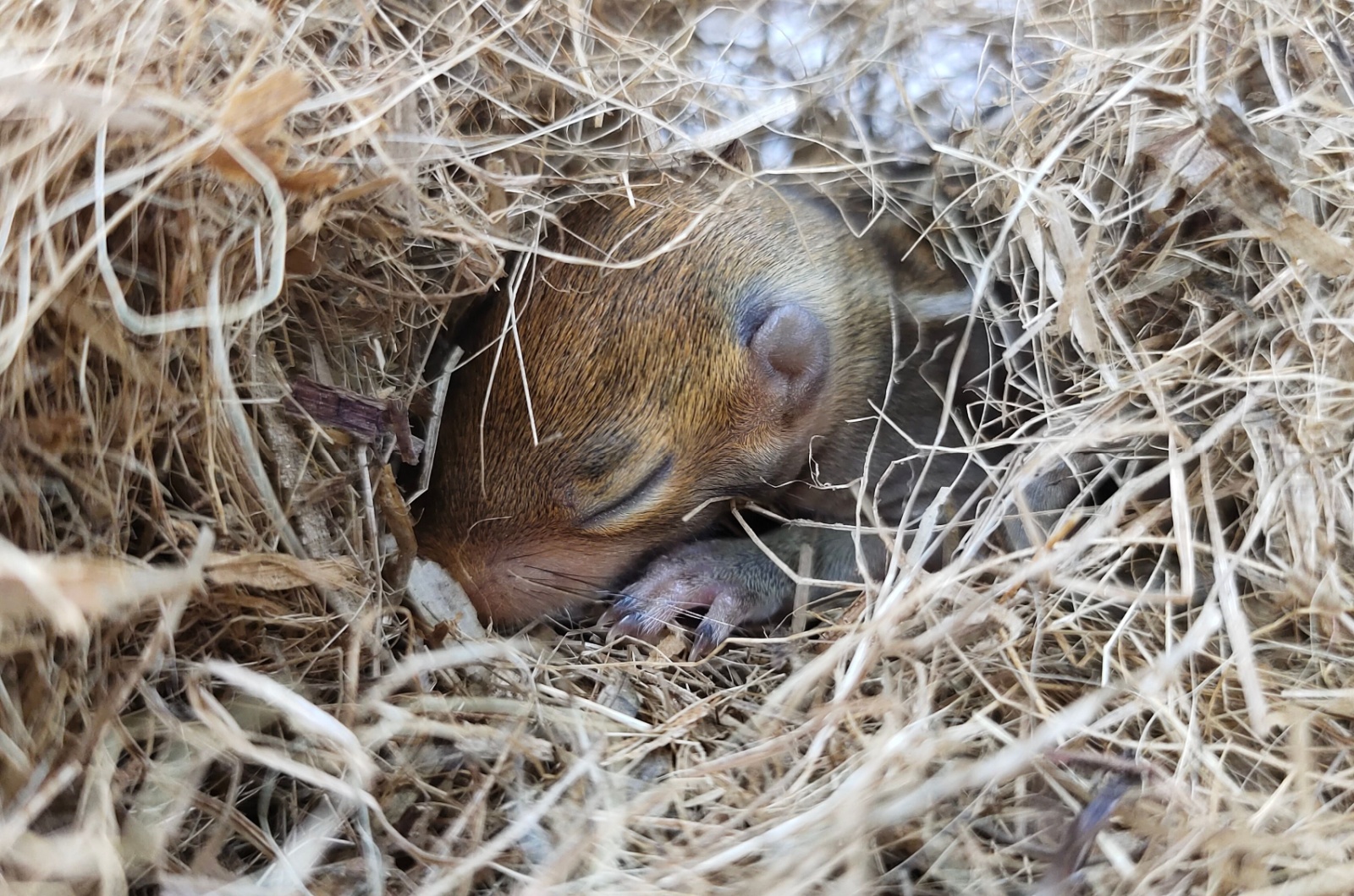 sleeping animals