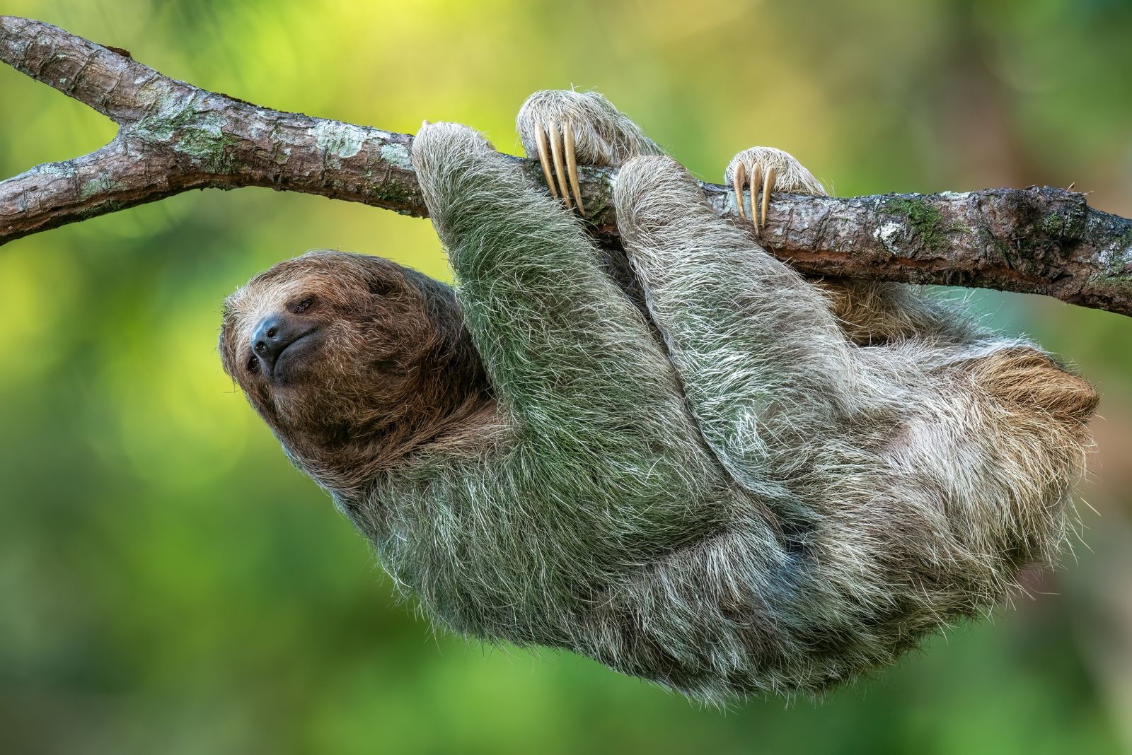 sloth hanging