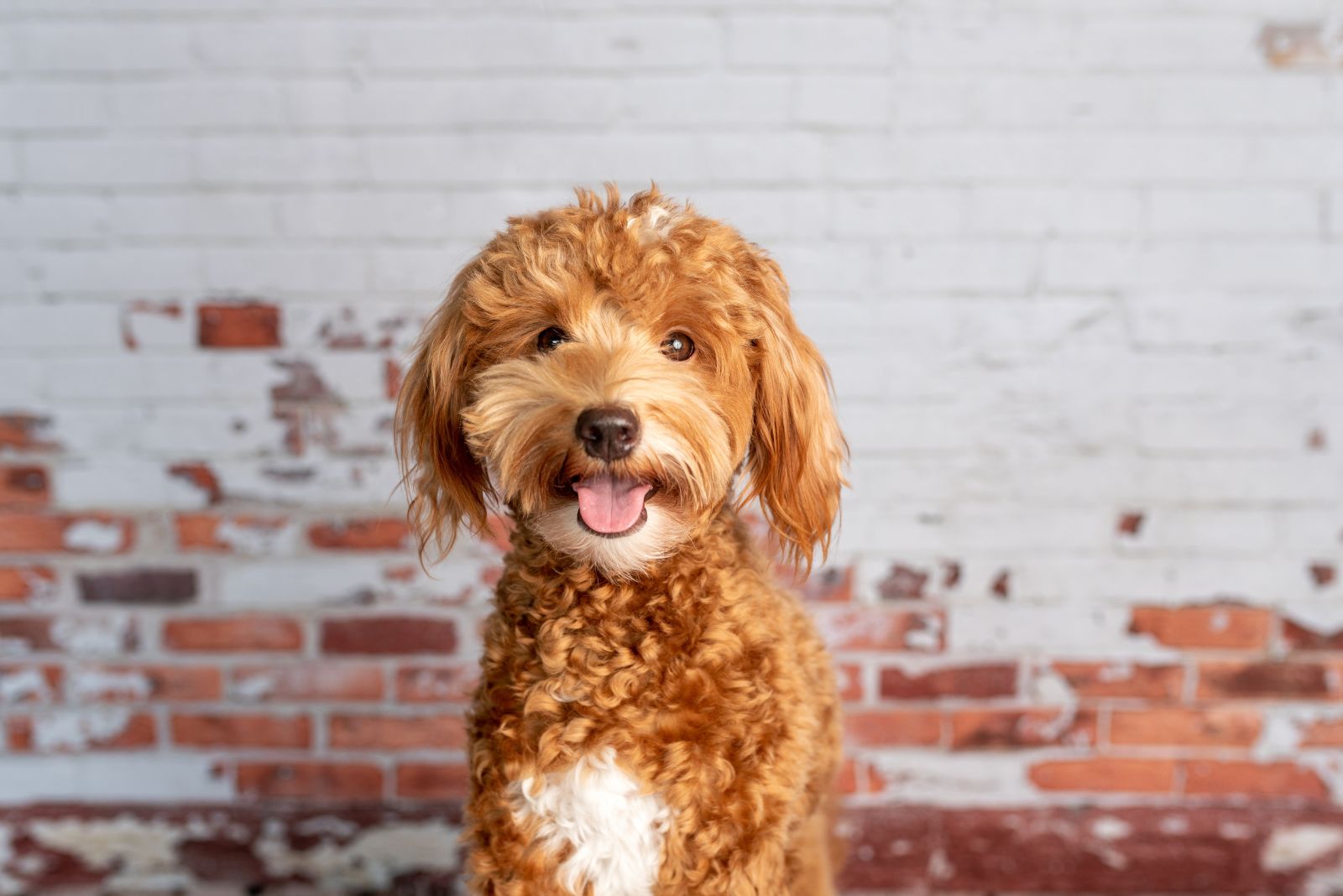 small goldendoodle