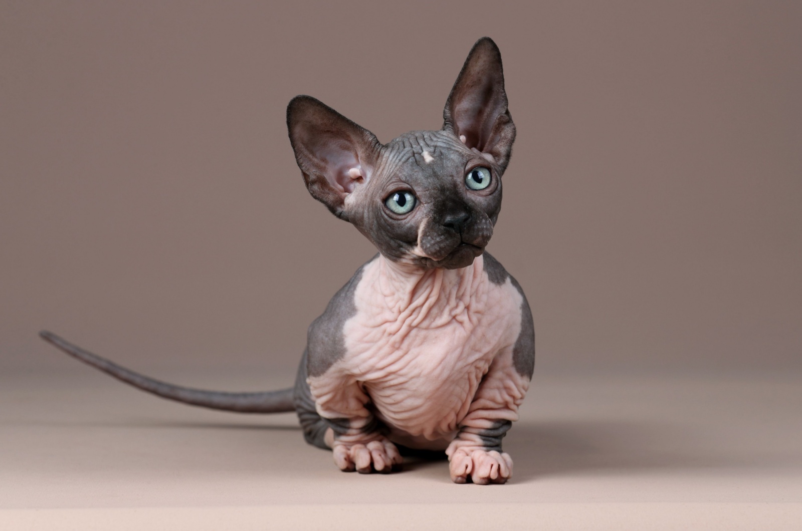 small hairless cat