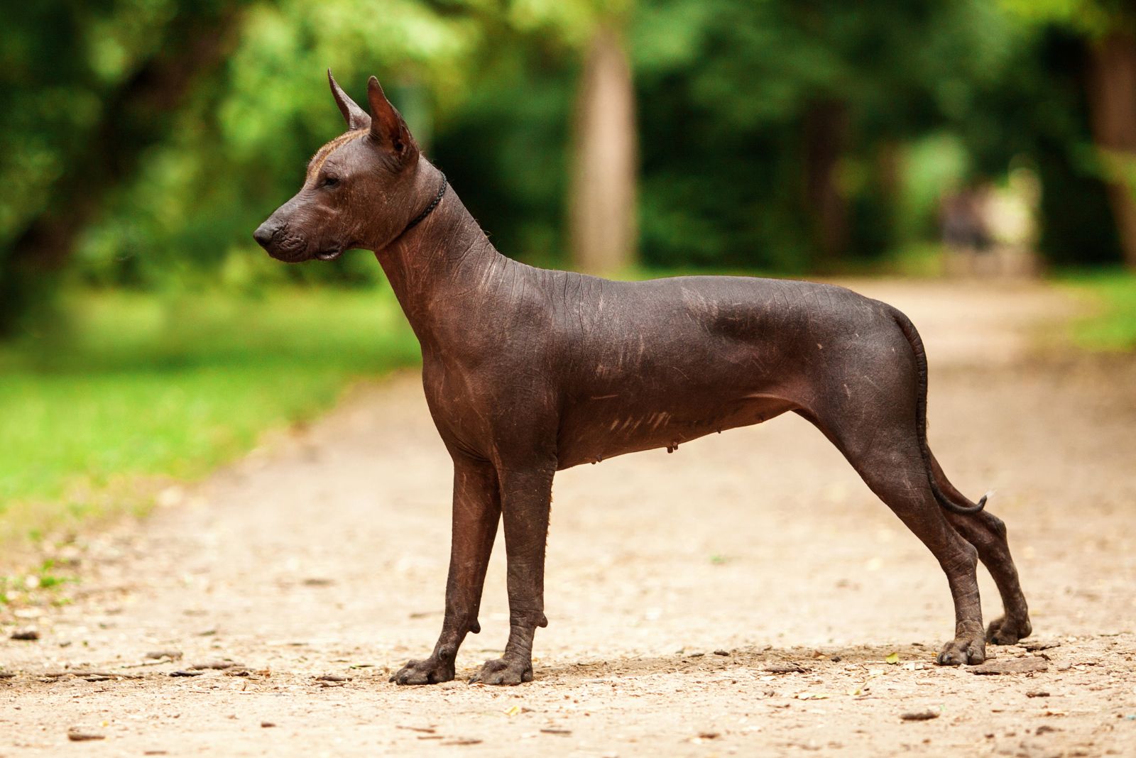 small hairless dog standing