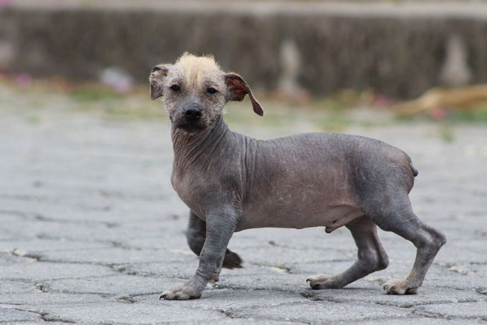 small hairless dog