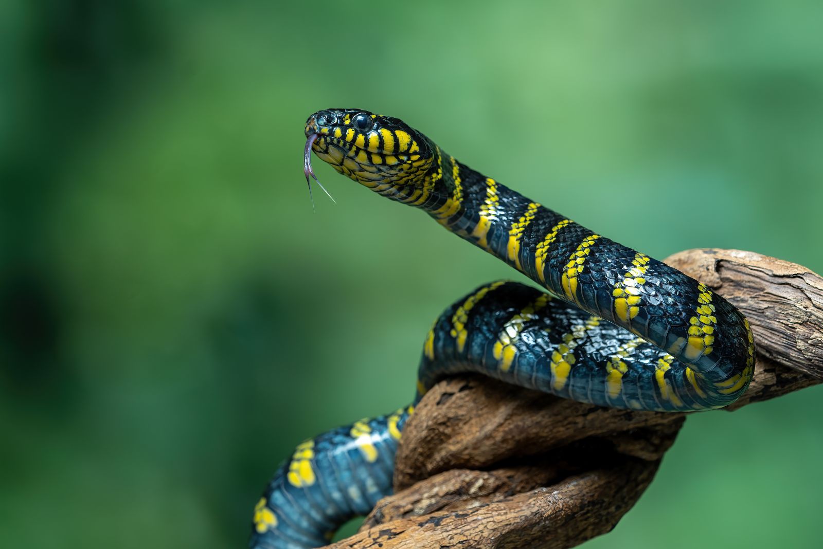 snake on a branch