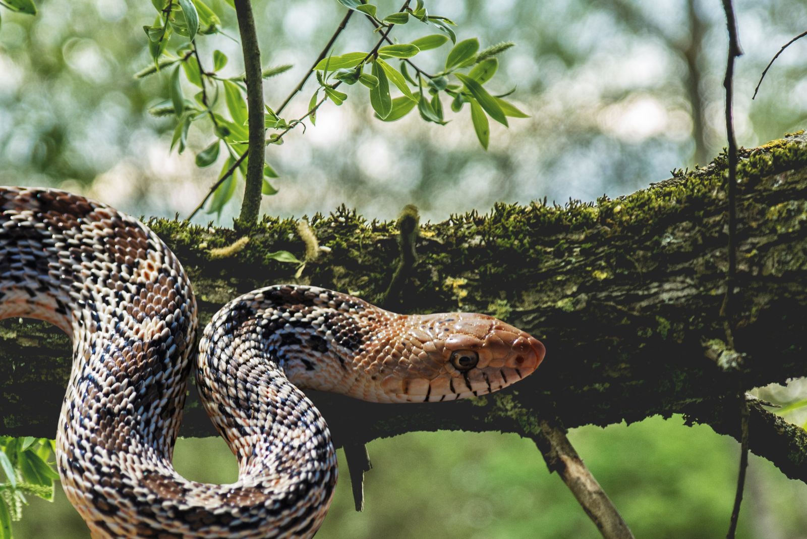 snake on a tree