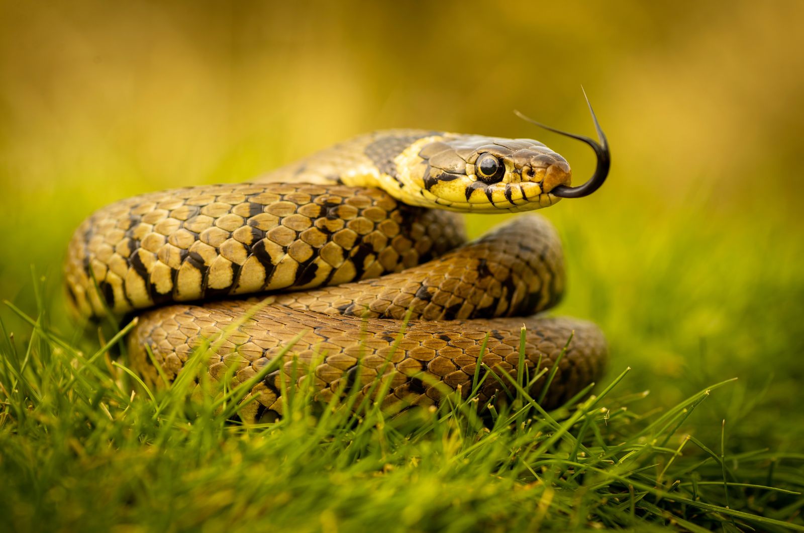 snake on grass