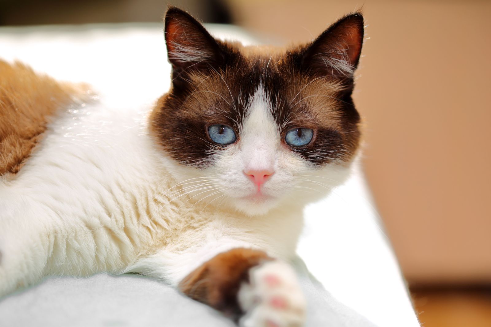 snowshoe cat