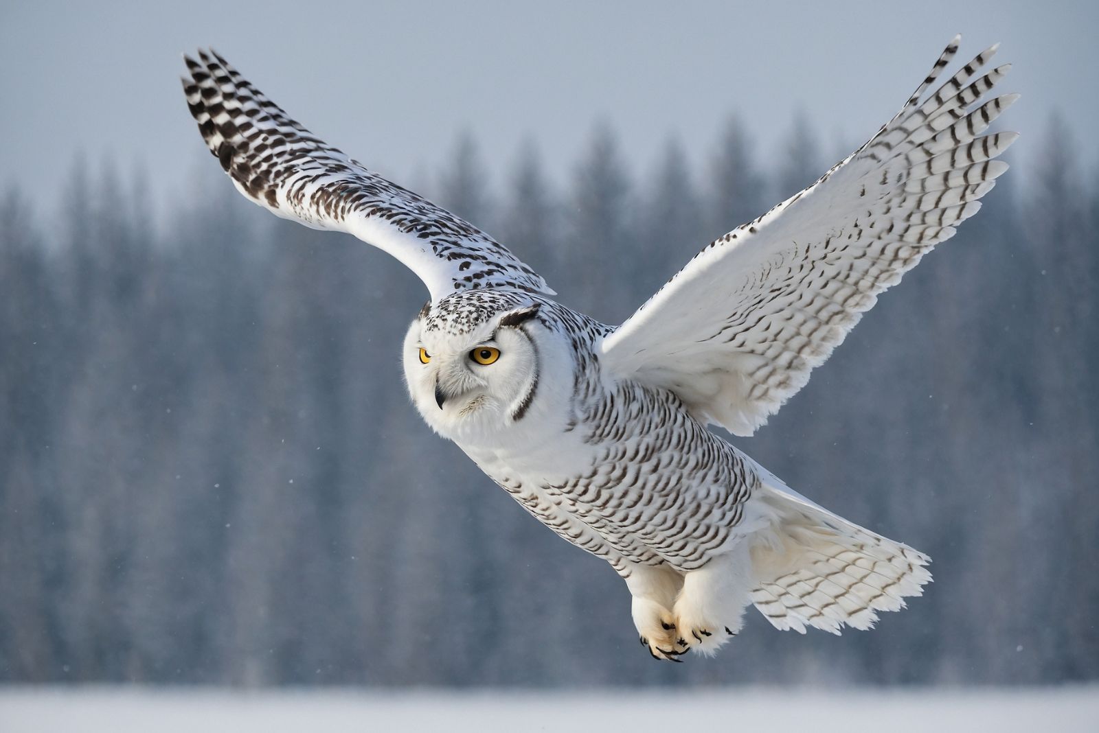 snowy owl